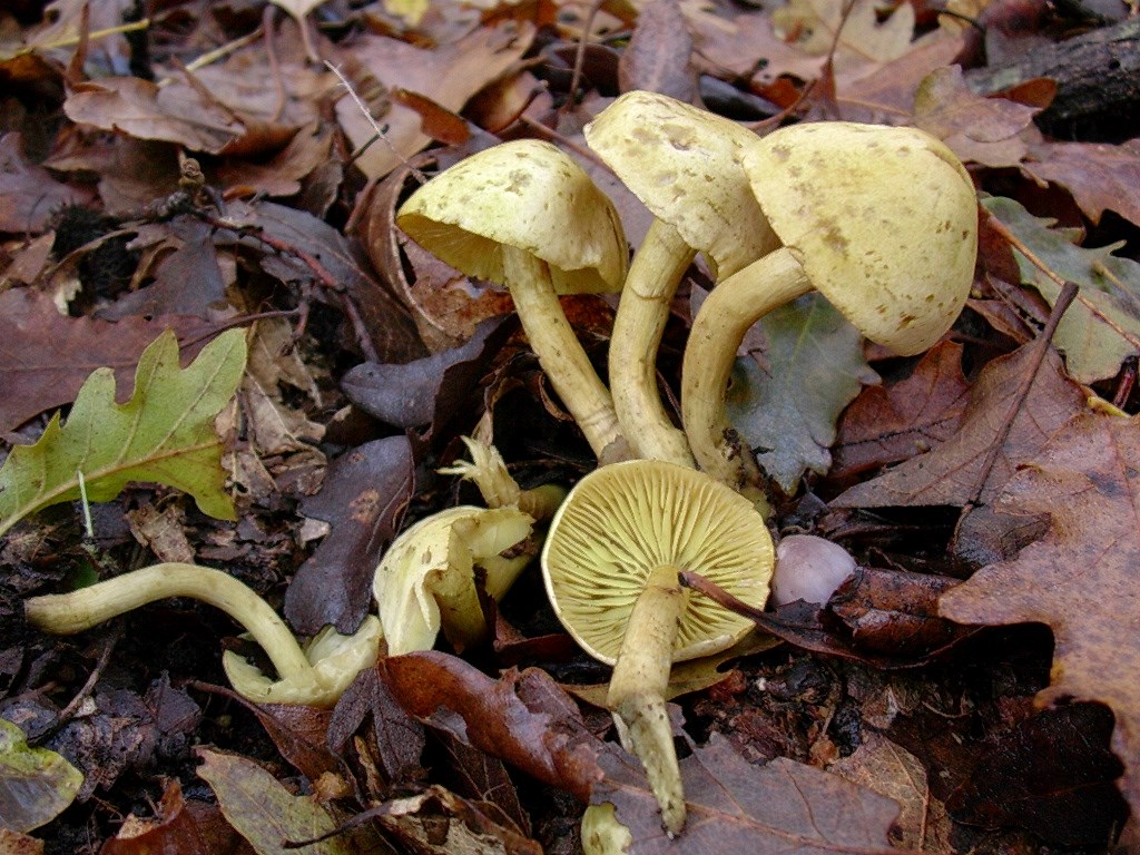 1188 Dicembre vecchio ritrovamento